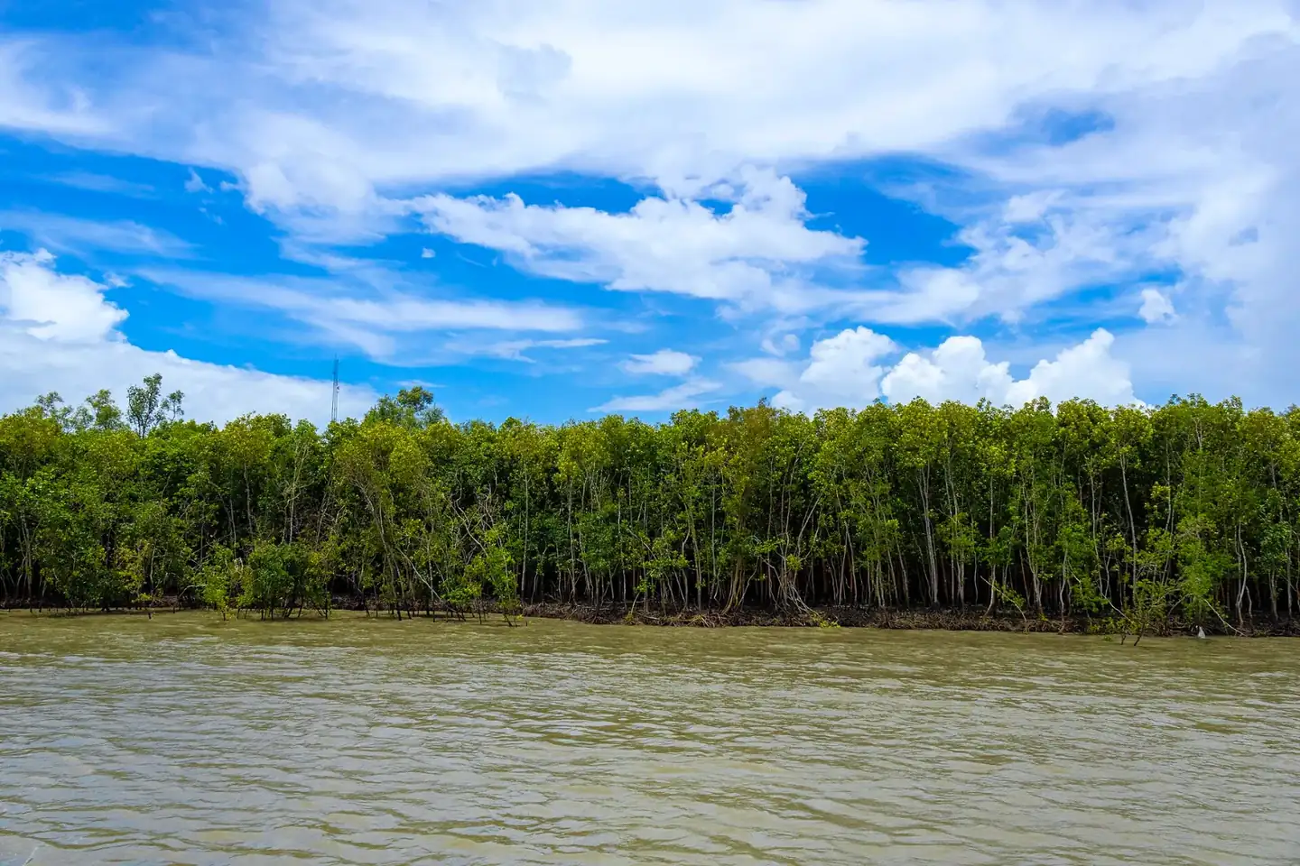 Dense Mangrove Forest of the Sundarban Tiger Reserve during High Tide, West Bengal, India