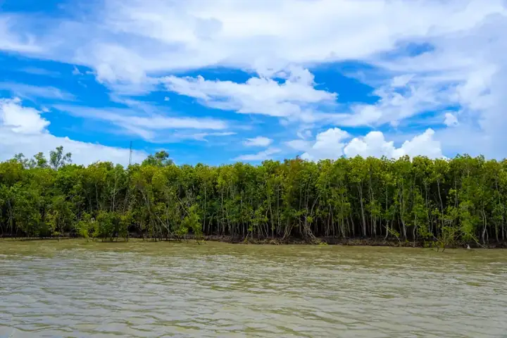 Dense Mangrove Forest of the Sundarban Tiger Reserve during High Tide, West Bengal, India