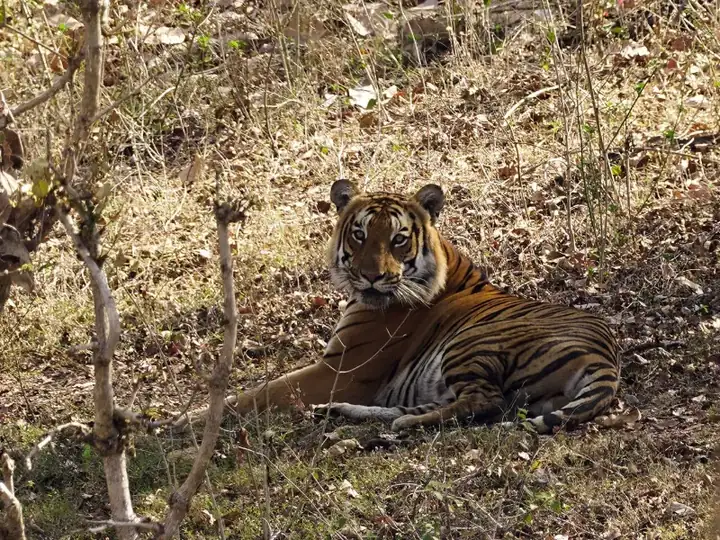 Tiger Resting Mudumalai