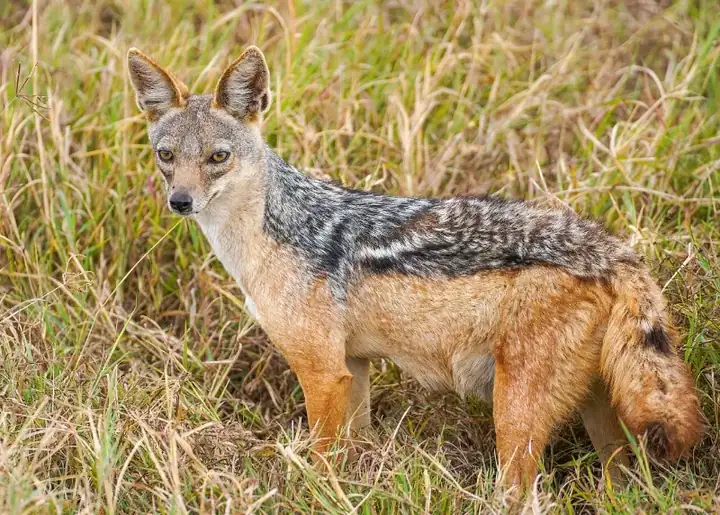 Black backed jackal in the Ngorongoro Crater Photo by Giles Laurent