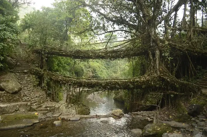 Living root bridges of Nongriat village in East Khasi Hills district, Meghalaya