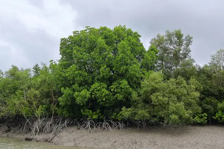 Mangrove Vegetation of Sundarban, West Bengal, India