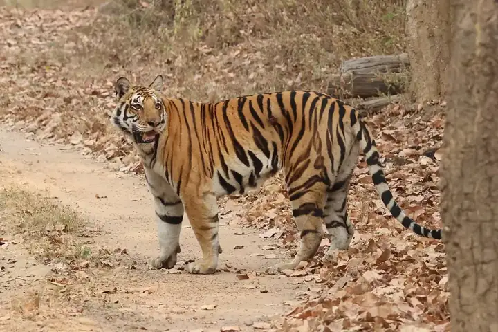 Bengal tiger in Kanha National Park