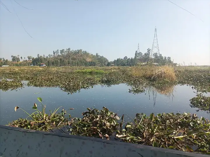 Floating biomasses & islands in the Loktak Lake - World's only floating lake - in Kangleipak