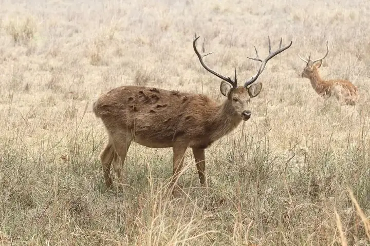 Sambar in Kanha National Park