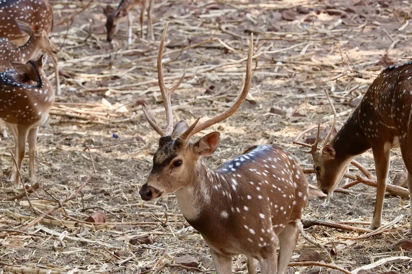 Deer park on Tirumala ghat road