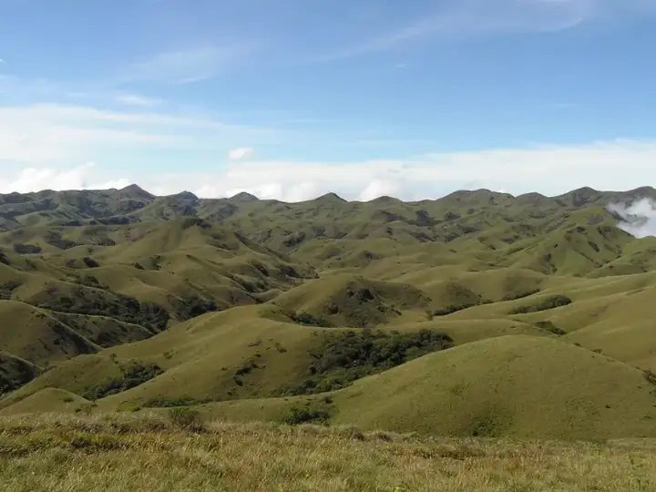 Montane sholas and grasslands Nilgiris