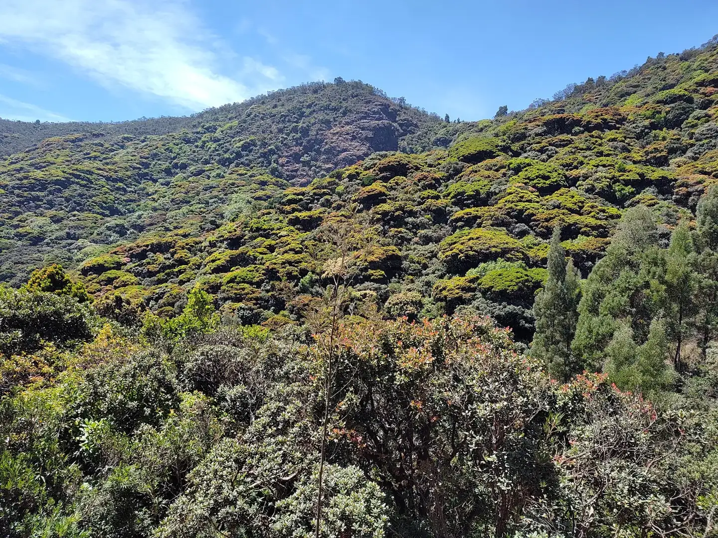 Cauliflower Shola Forest
