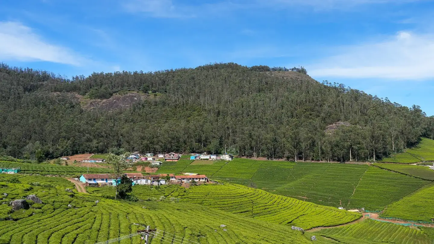 SE Perar Tea Eucalyptus Nilgiris