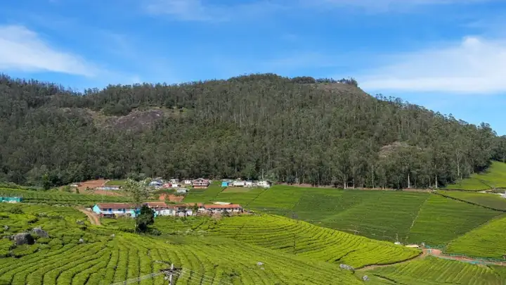 SE Perar Tea Eucalyptus Nilgiris