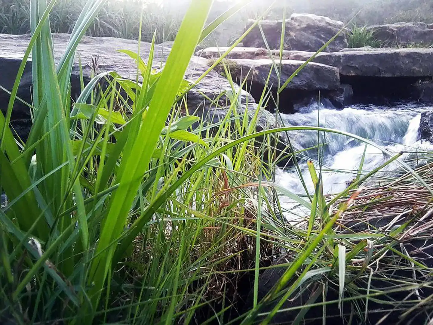 Western Ghats - Tirunelveli, Southern India