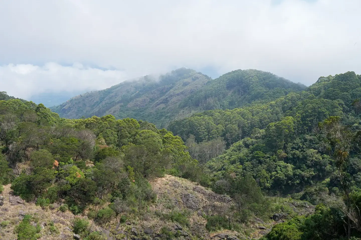 Moyar Valley Glenmorgan Nilgiris