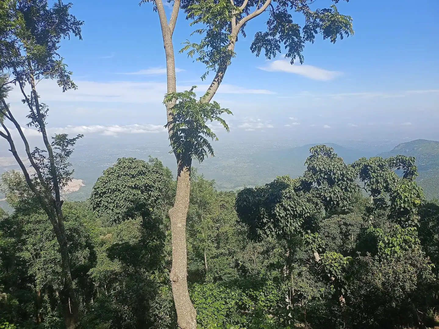 Yercaud down view