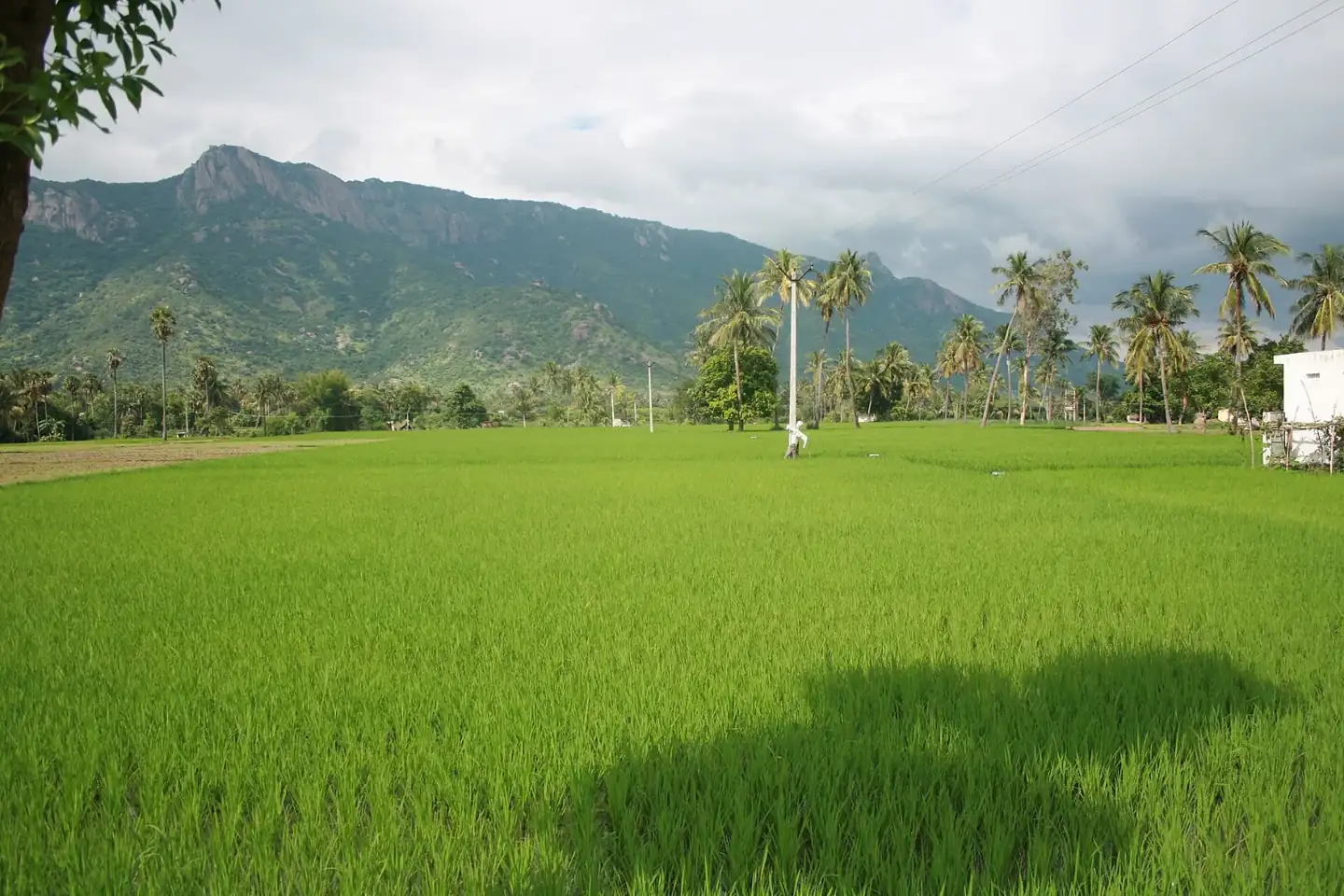 Jawadhu Hills, Tamil Nadu