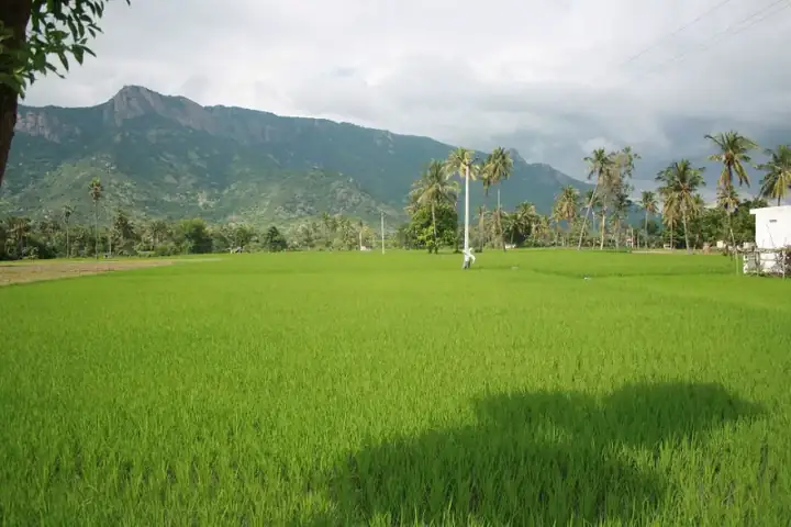 Jawadhu Hills, Tamil Nadu