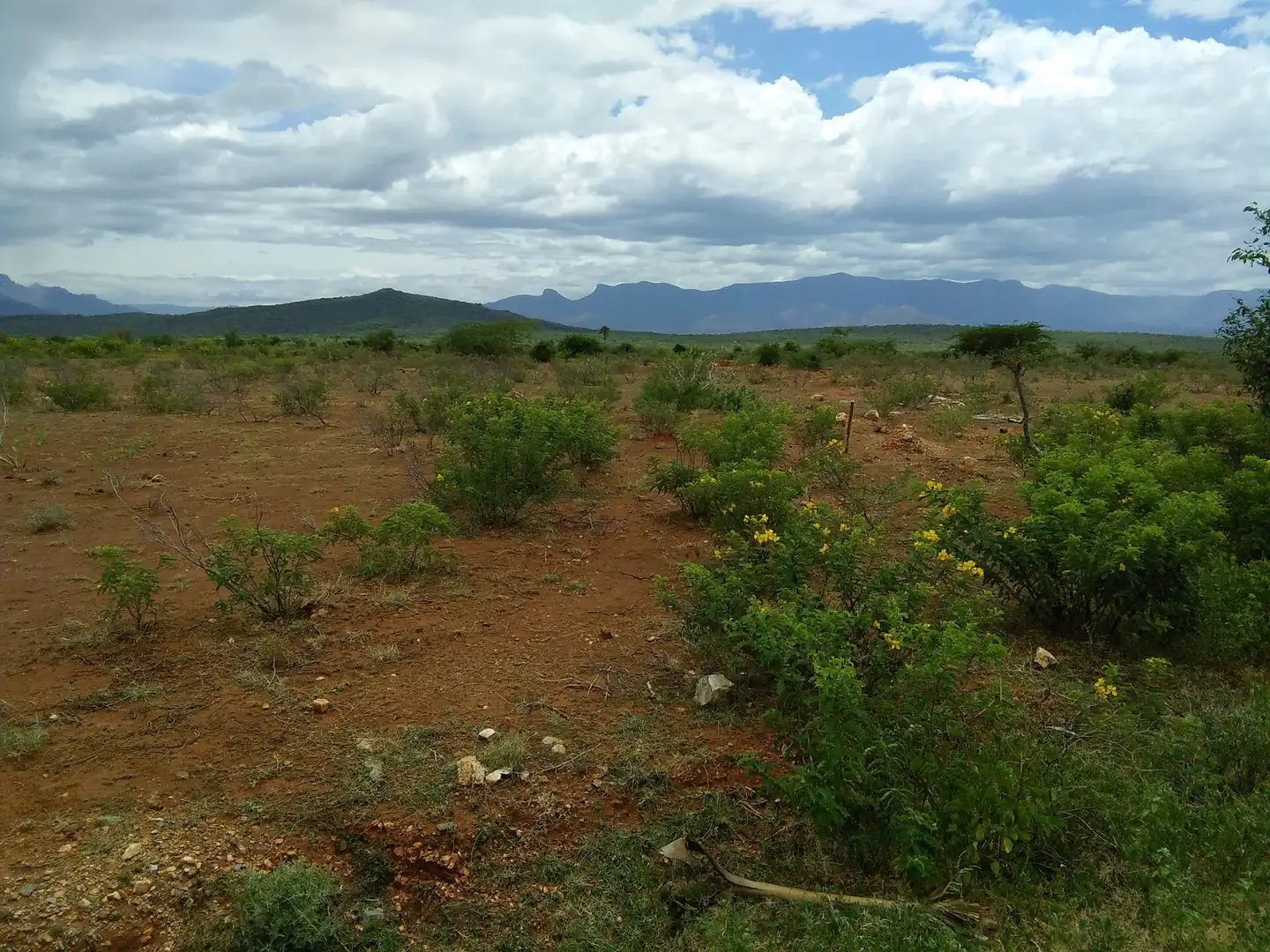 Savanna grassland and scrub near Bhavani ph