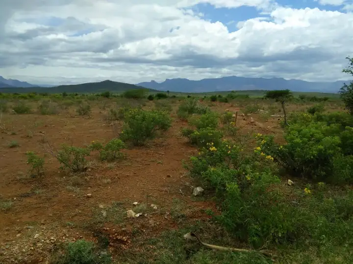 Savanna grassland and scrub near Bhavani ph