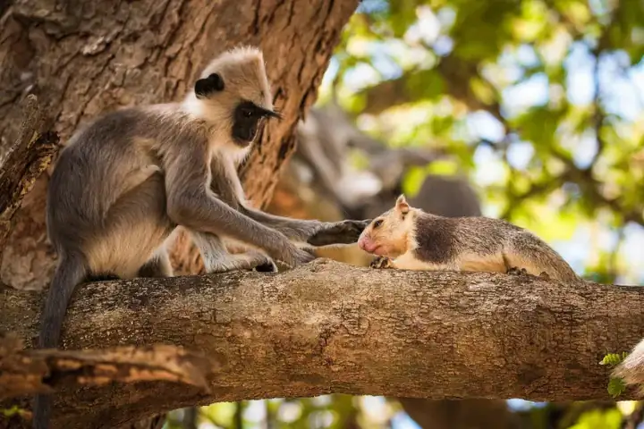 Interspecies Bonding
