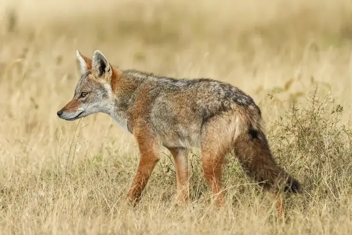 African wolf in the Serengeti National Park Photo by Giles Laurent
