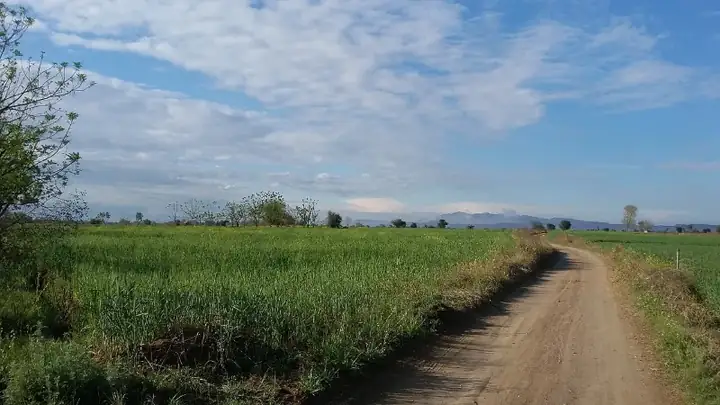 Wheat fields and clouds in Punjab, Pakistan