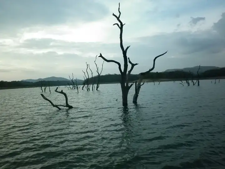 Thekkady Mullaperiyar Lake in Periyar Tiger Reserve - A rare and unique scenary